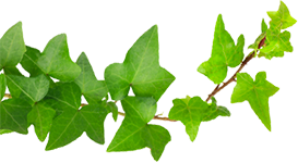 leaf2