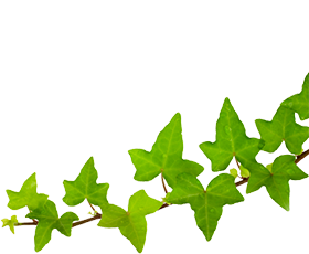 leaf3
