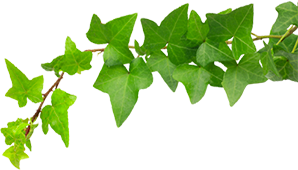 leaf5